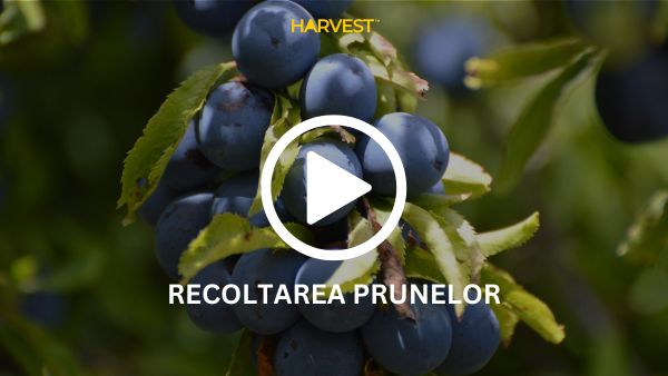 Recoltarea cireșelor