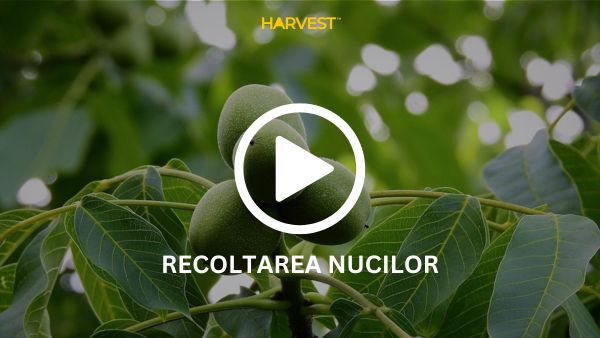 Recoltarea nucilor